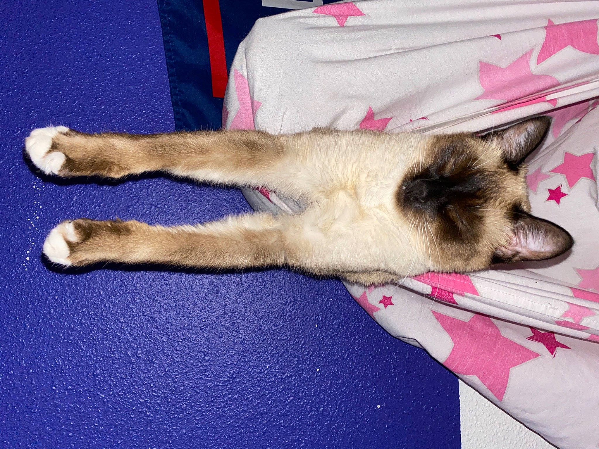 Puss Puss joined the competition — help win amazing prizes! canidae, carnivore, comfort, companion_dog, dog, dog_breed, electric_blue, fawn, felidae, foot, fur, human_leg, nap, paw, siamese, small_to_medium_sized_cats, snout, sporting_group, tail, whiskers