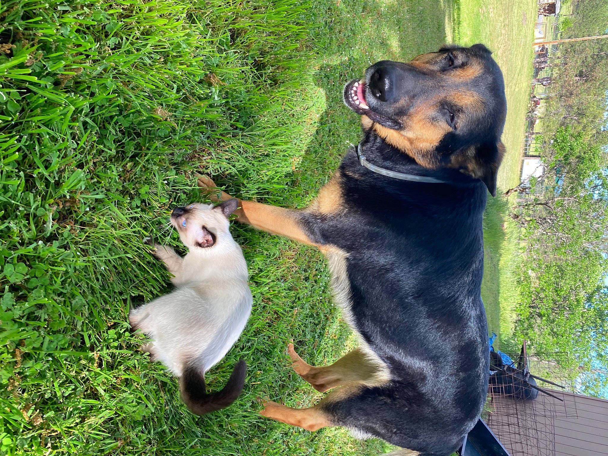 Puss Puss is registered to the contest to win money with this photo: carnivore, companion_dog, dog, dog_breed, grass, groundcover, hound, hunting_dog, mammal, natural_material, plant, rottweiler, sharing, snout, sporting_group, tail, terrestrial_animal, working_animal, working_dog