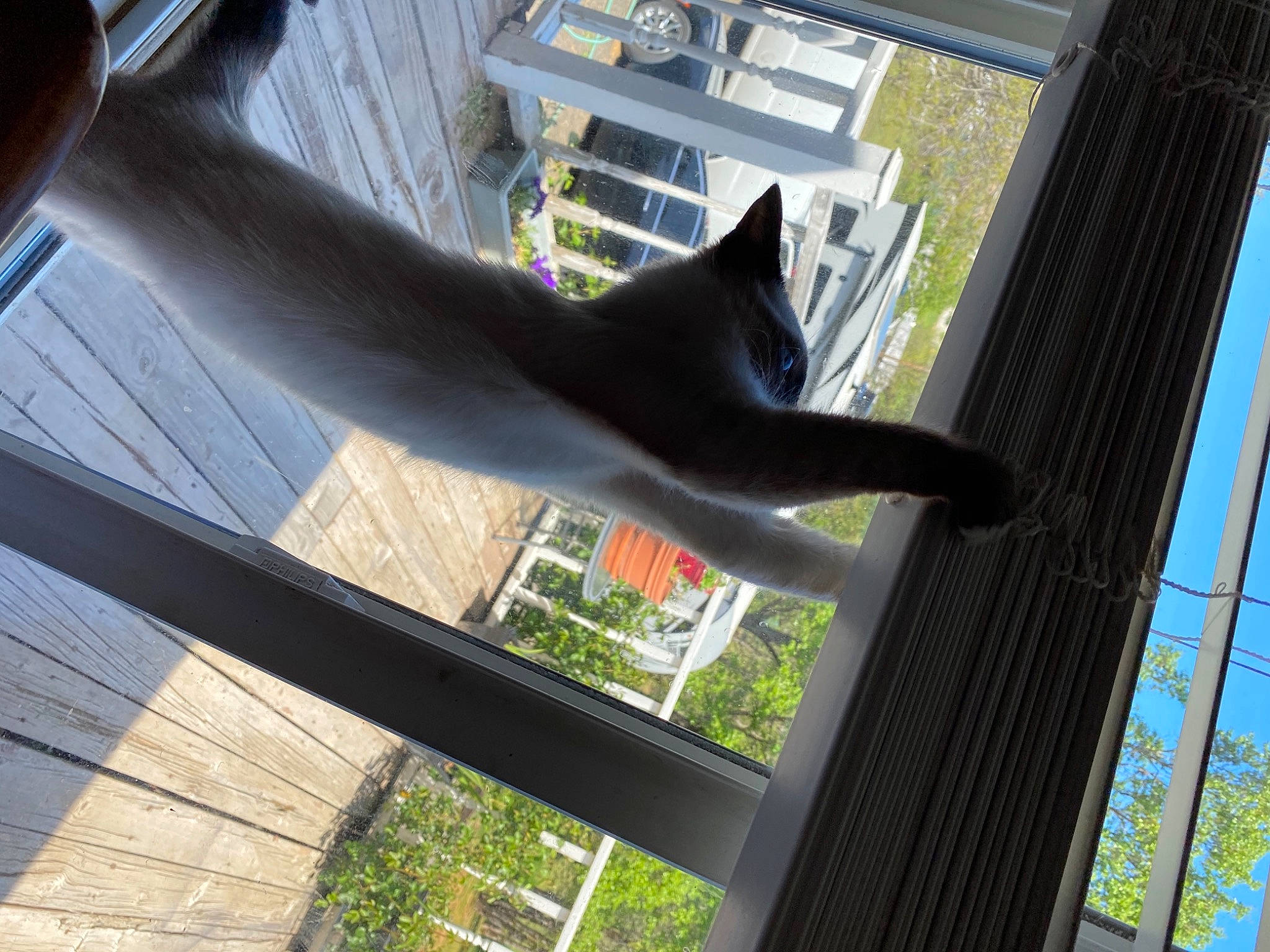 Puss Puss joined the competition — help win amazing prizes! carnivore, cat, felidae, gesture, glass, grass, human_leg, mammal, plant, sash_window, shade, shadow, small_to_medium_sized_cats, tail, tints_and_shades, tree, vertebrate, window, window_treatment, wood