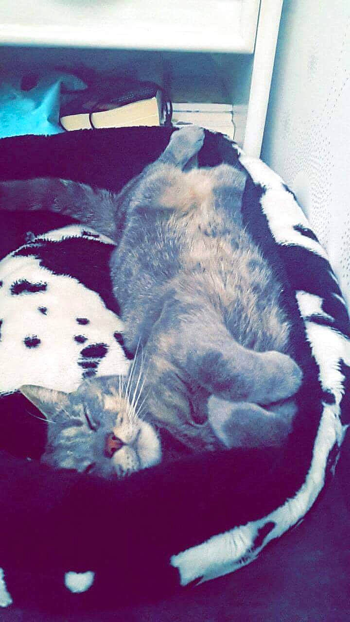 Milou a rejoint le concours — aidez-le/la à gagner de superbes lots ! canidae, carnivore, cat, european_shorthair, felidae, kitten, nap, sleep, small_to_medium_sized_cats, tail, whiskers