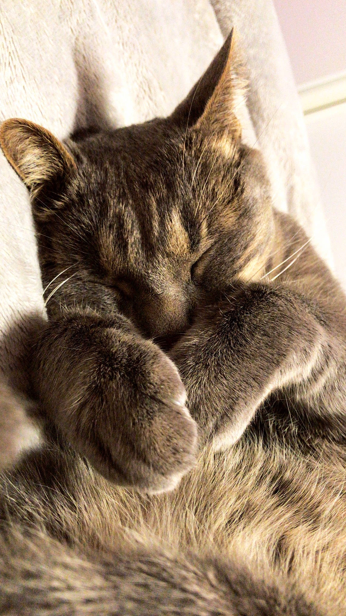 Milou a rejoint le concours — aidez-le/la à gagner de superbes lots ! asian, carnivore, cat, close_up, domestic_short_haired_cat, ear, european_shorthair, felidae, fur, kitten, nap, nose, paw, sky, sleep, small_to_medium_sized_cats, snout, tabby_cat, tail, whiskers