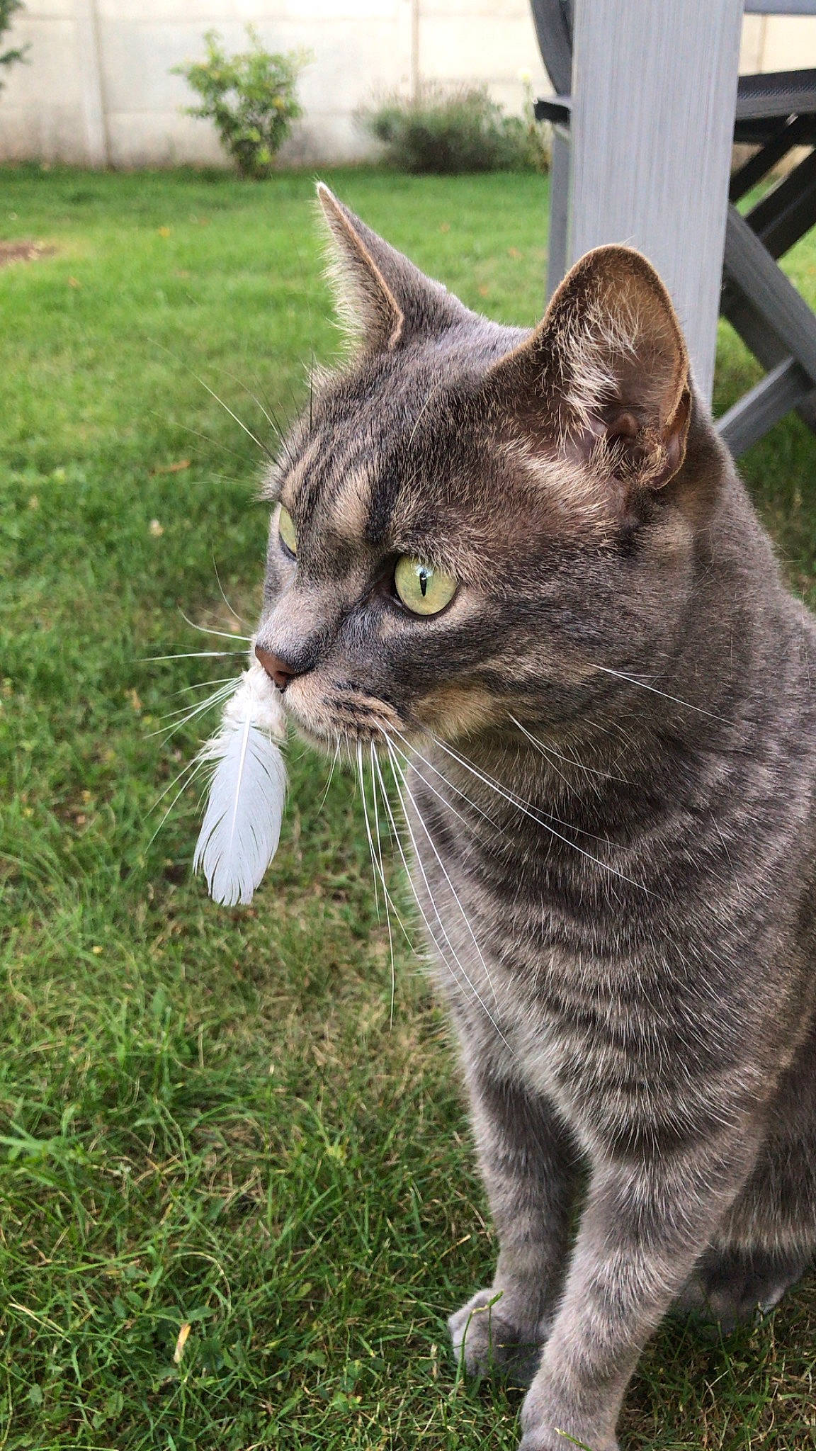 Milou a rejoint le concours — aidez-le/la à gagner de superbes lots ! asian, british_shorthair, carnivore, cat, chartreux, domestic_short_haired_cat, european_shorthair, felidae, fur, german_rex, grass, kitten, mammal, plant, polydactyl_cat, small_to_medium_sized_cats, snout, tabby_cat, whiskers, wild_cat