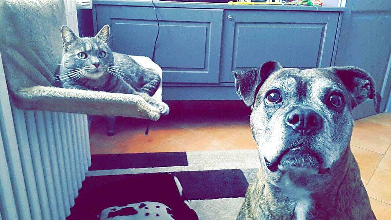 Milou a rejoint le concours — aidez-le/la à gagner de superbes lots ! boxer, canidae, carnivore, cat, dog, dog_breed, ear, fawn, felidae, french_bulldog, mammal, non_sporting_group, pit_bull, small_to_medium_sized_cats, snout, vertebrate, whiskers