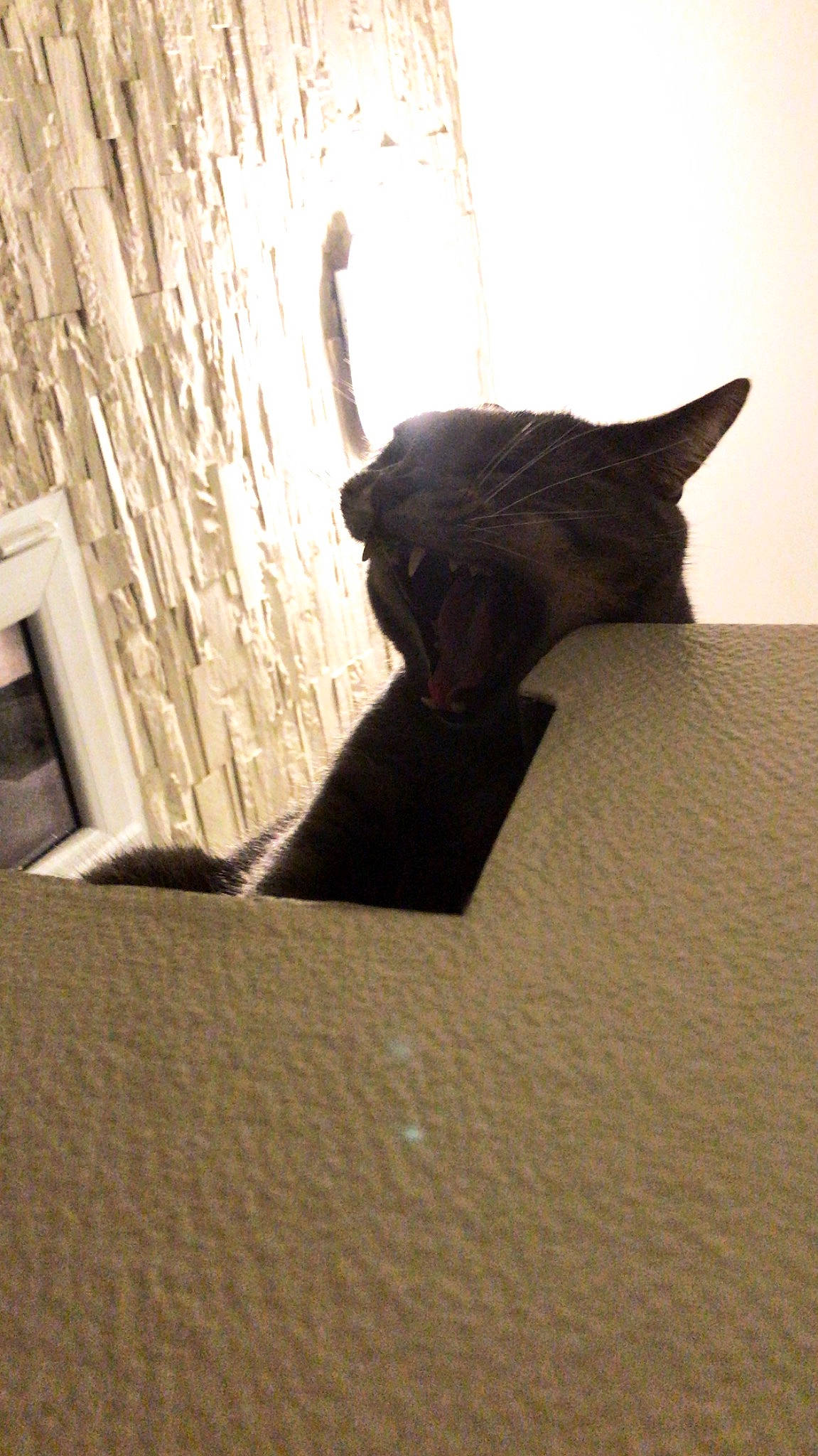 Milou participe au concours pour gagner de l'argent avec cette photo : art, asian, black_cat, burmese, carnivore, cat, ear, fawn, felidae, russian_blue, sand, small_to_medium_sized_cats, snout, tail, whiskers, wood