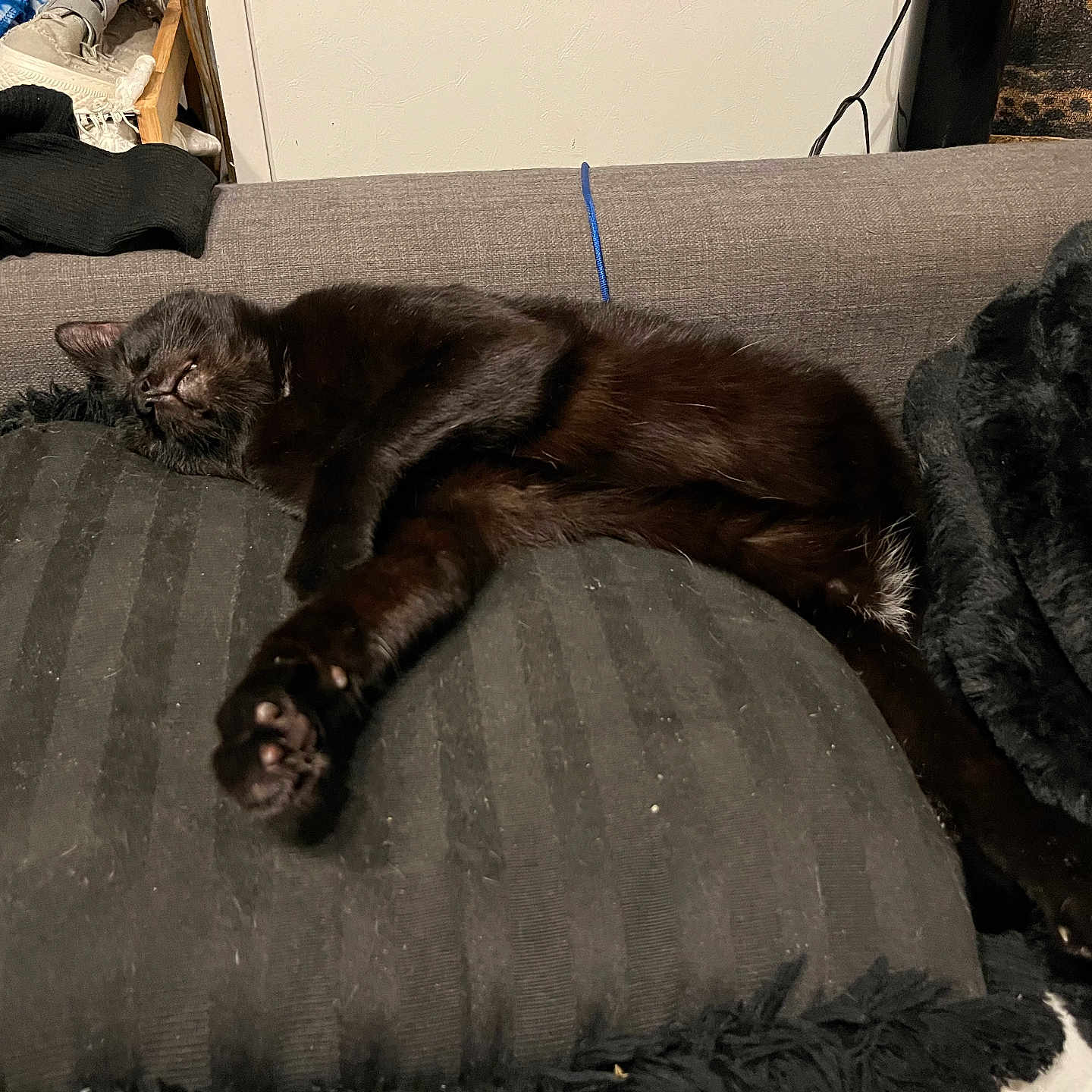 Cutie is registered to the contest to win money with this photo: cat, black_cat, sleeping, relaxed, lying_down, stretched_out, paws, whiskers, furry, pet, couch, sofa, pillow, blanket, indoor, home, cozy, nap, animal, resting