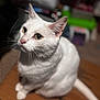 cat, white_cat, pet, animal, feline, domestic_cat, whiskers, ears, eyes, sitting, fur, close_up, indoor, box, curious, cute, portrait, looking_up, soft_light, blurred_background