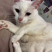 Mindy is registered to the contest to win money with this photo: cat, white_cat, pet, animal, lying_down, bed, blanket, indoor, fur, paw, close_up, face, whiskers, ears, cute, domestic_animal, relaxing, feline, soft, sleepy