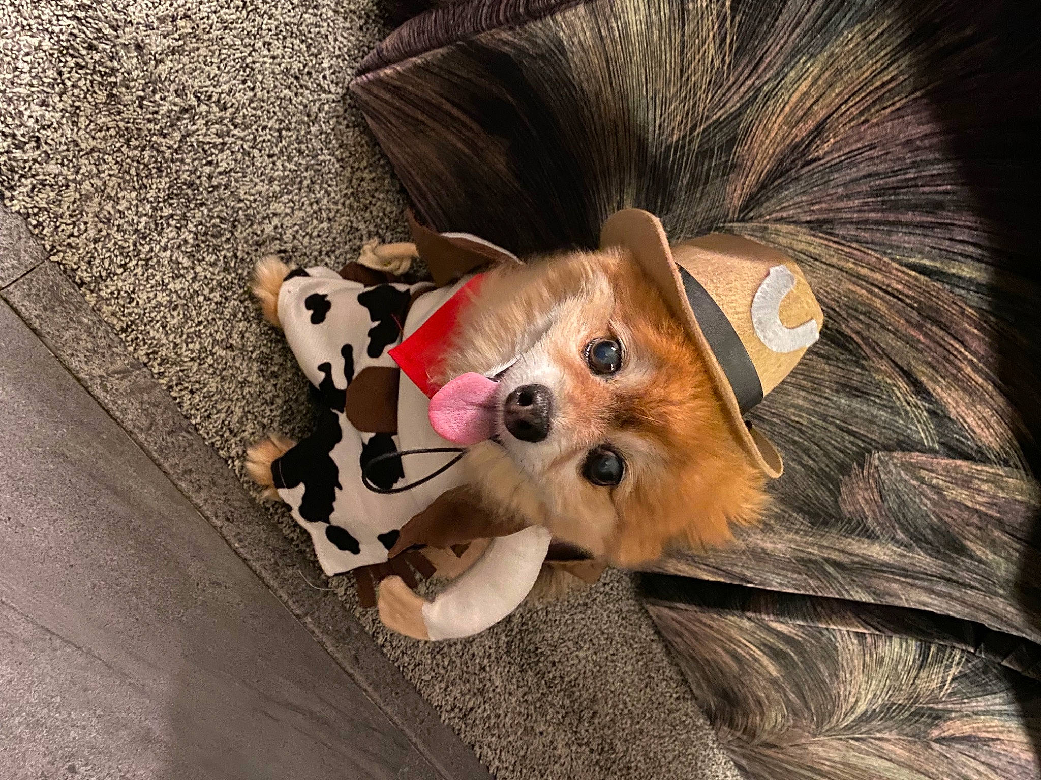 Romeo is registered to the contest to win money with this photo: bag, canidae, carnivore, companion_dog, dog, dog_breed, dog_clothes, dog_supply, eyewear, fashion_accessory, fawn, fur, luggage_and_bags, snout, sporting_group, stuffed_toy, toy, toy_dog, whiskers, working_animal