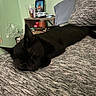 Ghost joined the competition — help win amazing prizes! animal, black_cat, close_up, comfort, cozy, domestic_cat, framed_photo, furniture, gray_fabric, home, household_items, indoor, nap, pet, quiet, relaxation, resting, shelf, sleeping, texture