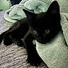Ghost joined the competition — help win amazing prizes! animal, black_kitten, blanket, cat, close_up, cozy, curious_eyes, cute, ears, feline, fur, gray_surface, indoor, paw, pet, relaxed, resting, soft_texture, whiskers, young