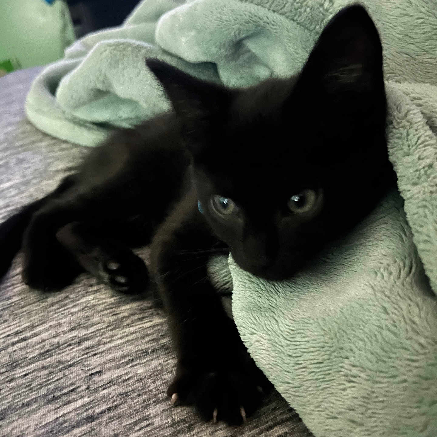 Ghost joined the competition — help win amazing prizes! animal, black_kitten, blanket, cat, close_up, cozy, curious_eyes, cute, ears, feline, fur, gray_surface, indoor, paw, pet, relaxed, resting, soft_texture, whiskers, young