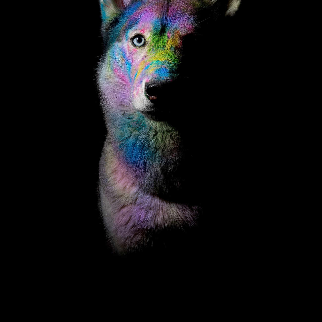 Shivah a rejoint le concours — aidez-le/la à gagner de superbes lots ! animal, artistic, black_background, blue_eye, closeup, colorful, creative, dark, dog, ears, expression, fur, head, lighting, muzzle, painted, portrait, rainbow, studio, vibrant