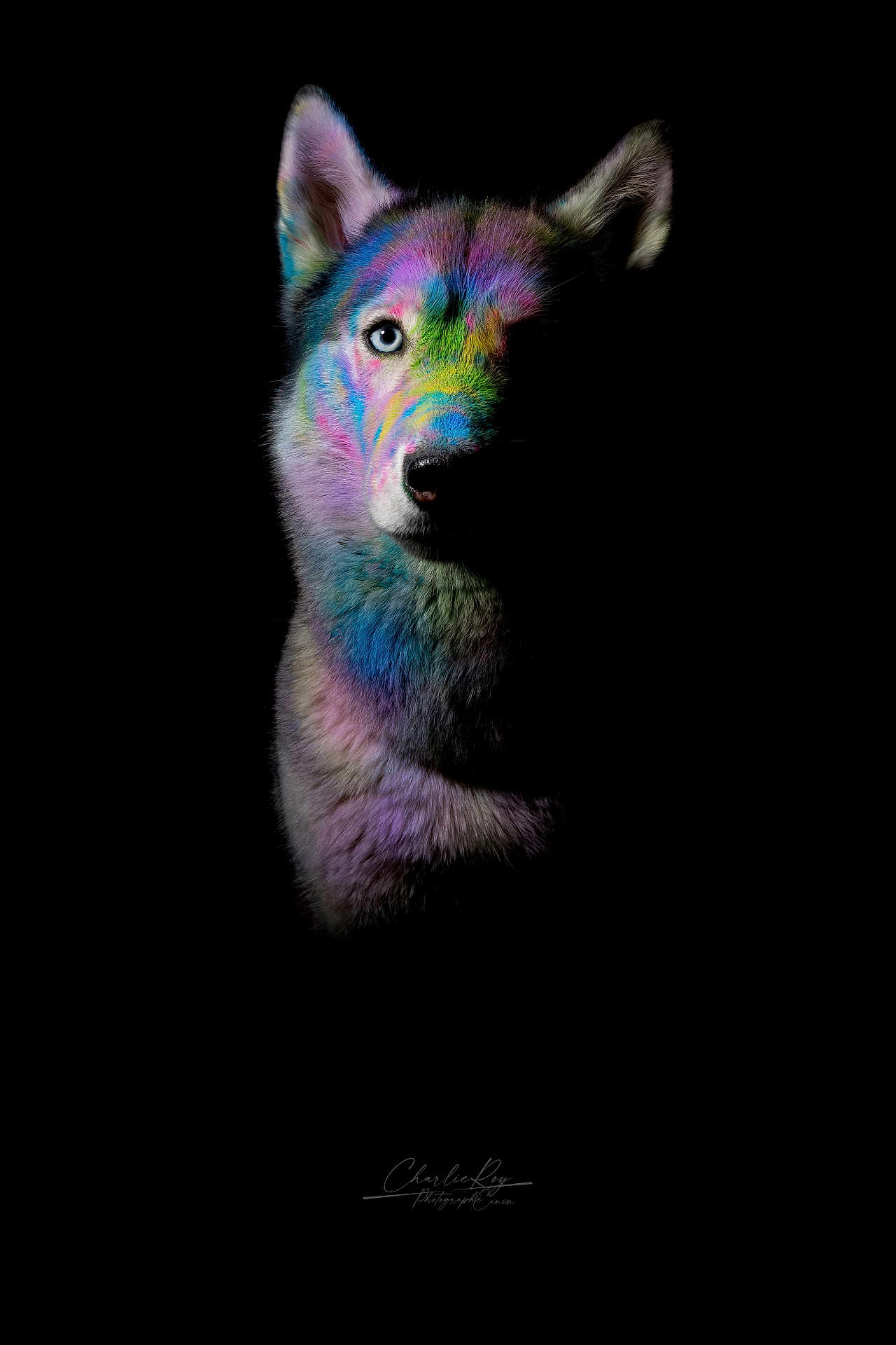 Shivah a rejoint le concours — aidez-le/la à gagner de superbes lots ! dog, portrait, colorful, rainbow, artistic, black_background, blue_eye, fur, animal, closeup, head, lighting, studio, creative, painted, vibrant, expression, muzzle, ears, dark