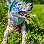 Shivah a rejoint le concours — aidez-le/la à gagner de superbes lots ! dog, colorful_paint, outdoor, grass, flower, happy, tongue_out, sunlight, pet, nature, canine, playful, closeup, animal, summer, cheerful, greenery, sitting, portrait, red_harness