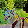 Shivah participe au concours pour gagner de l'argent avec cette photo : dog, husky, outdoor, greenery, harness, yellow_ribbon, colorful_paint, animal, pet, nature, happy, tongue_out, walking, summer, forest, canine, fur, leash, daylight, portrait