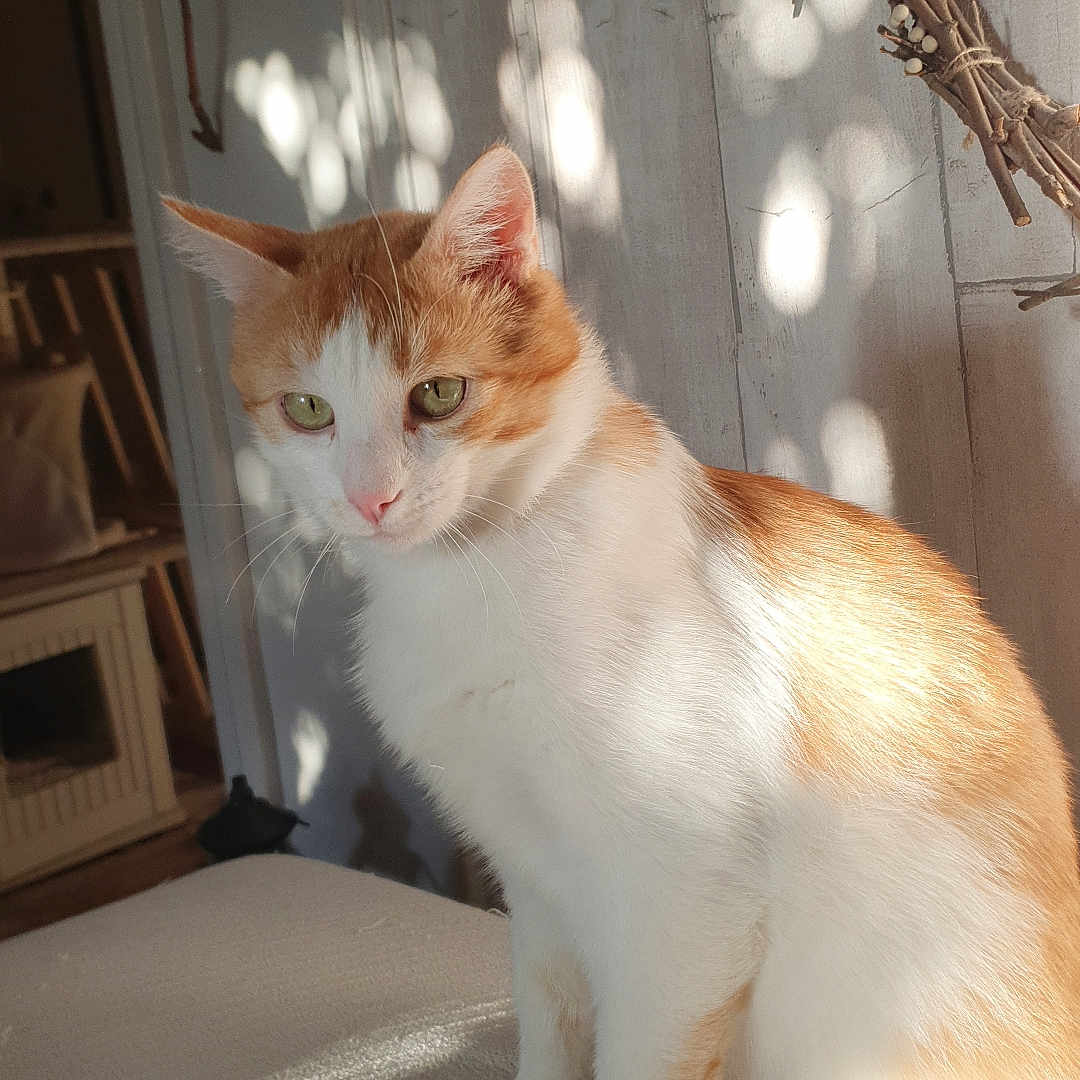 Gatin participe au concours pour gagner de l'argent avec cette photo : animal, cabinet, cat, cozy, ears, eyes, floor, fur, furniture, indoor, orange_and_white, pet, quiet, resting, shadow, sitting, sunlight, whiskers, wooden_wall, wreath