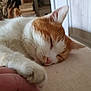 cat, sleeping, paw, hand, orange_and_white, indoor, cozy, close_up, resting, feline, pet, animal, cute, relaxing, soft_light, human_interaction, peaceful, touch, companion, comfort