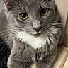 Roro joined the competition — help win amazing prizes! animal, cat, close_up, curious, cute, domestic_animal, feline, fur, gray_cat, indoor, laying_down, mammal, paw, pet, portrait, relaxed, whiskers, white_chest, yellow_eyes, young_cat