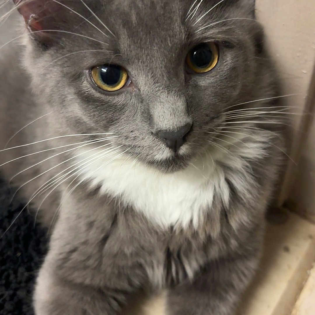 Roro