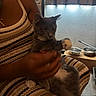 Roro joined the competition — help win amazing prizes! animal, cat, curious, curtains, domestic, flooring, furniture, gray_cat, hand, home, indoor, interaction, knit_fabric, person, pet_bowls, playful, relaxed, seated, striped_dress, white_paws