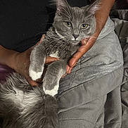 Roro joined the competition — help win amazing prizes! animal, blanket, cat, close_up, comfort, cozy, cuddle, domestic_animal, fluffy_tail, fur, gray_cat, hands, indoor, person, pet, relaxation, resting, whiskers, white_paws, yellow_eyes