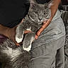 animal, blanket, cat, close_up, comfort, cozy, cuddle, domestic_animal, fluffy_tail, fur, gray_cat, hands, indoor, person, pet, relaxation, resting, whiskers, white_paws, yellow_eyes