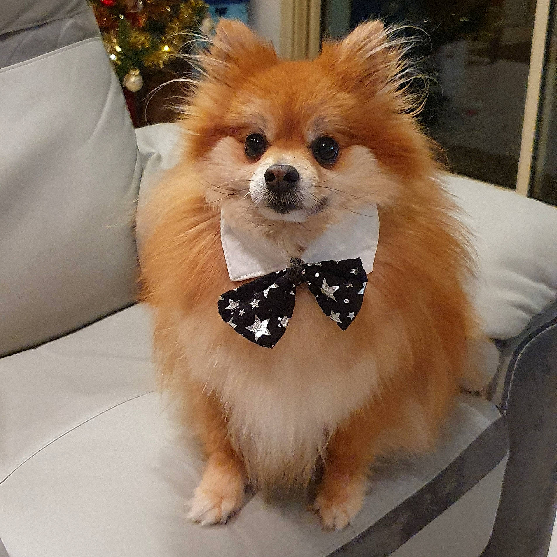 Kimbo participe au concours pour gagner de l'argent avec cette photo : carnivore, companion_dog, dog, dog_breed, dog_supply, fashion_accessory, fawn, fur, german_spitz, german_spitz_klein, head, pet_supply, pomeranian, snout, spitz, sunglasses, toy_dog, whiskers, white, working_animal