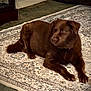 dog, brown_dog, indoor, rug, carpet, pet, animal, laying_down, floor, furniture, home, domestic, canine, relaxed, cozy, living_room, fur, quiet, resting, companion