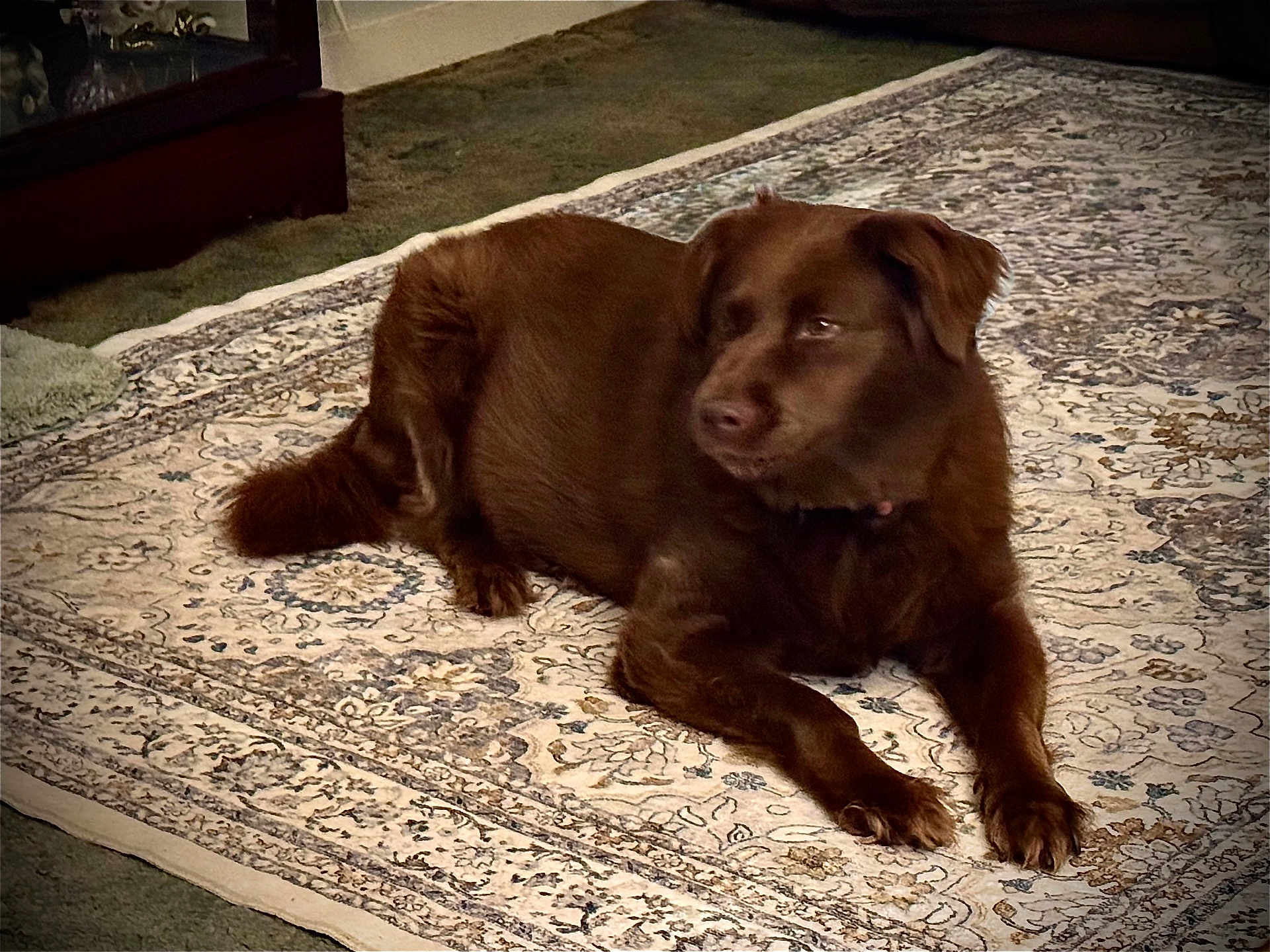 Hazel