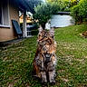 animal, cat, curious, daylight, ears, feline, fur, garden, grass, greenery, harness, house, long_hair, mammal, nature, outdoor, pet, sitting, sunlight, whiskers