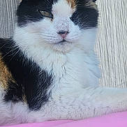Callie joined the competition — help win amazing prizes! cat, calico_cat, feline, pet, animal, pink_surface, fur, whiskers, ears, nose, wood_background, decorations, closeup, portrait, relaxed, indoor, cute, mammal, resting, soft_texture