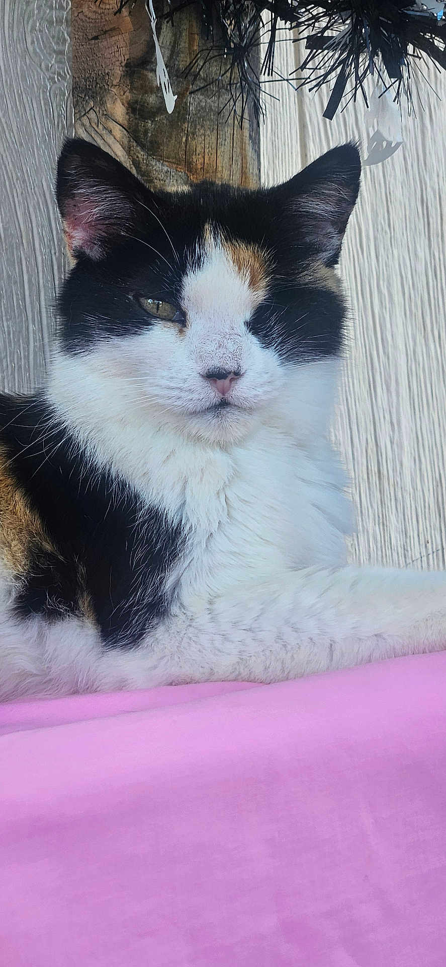 Callie joined the competition — help win amazing prizes! cat, calico_cat, feline, pet, animal, pink_surface, fur, whiskers, ears, nose, wood_background, decorations, closeup, portrait, relaxed, indoor, cute, mammal, resting, soft_texture