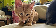 Spike a rejoint le concours — aidez-le/la à gagner de superbes lots ! kitten, cat, orange_cat, pet, indoor, curious, whiskers, ears, food, nibble, feline, houseplant, background, cozy, couch, tail, closeup, animal, domestic_cat, young_cat