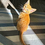 Spike participe au concours pour gagner de l'argent avec cette photo : kitten, cat, ginger_cat, pet, indoor, sunlight, striped_rug, fur, tail, whiskers, floor, wood_floor, shadow, looking_back, small_animal, cute, young_cat, domestic_cat, mammal, feline