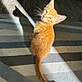 kitten, cat, ginger_cat, pet, indoor, sunlight, striped_rug, fur, tail, whiskers, floor, wood_floor, shadow, looking_back, small_animal, cute, young_cat, domestic_cat, mammal, feline