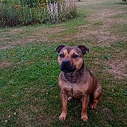 Schumy a rejoint le concours — aidez-le/la à gagner de superbes lots ! dog, grass, garden, flower, plant, tree, outdoor, pet, canine, nature, greenery, shrub, leaf, bush, summer, field, animal, mammal, sitting, fur