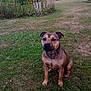 dog, grass, garden, flower, plant, tree, outdoor, pet, canine, nature, greenery, shrub, leaf, bush, summer, field, animal, mammal, sitting, fur
