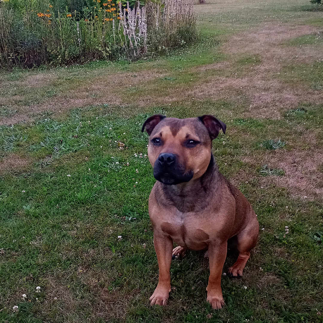 Schumy a rejoint le concours — aidez-le/la à gagner de superbes lots ! animal, bush, canine, dog, field, flower, fur, garden, grass, greenery, leaf, mammal, nature, outdoor, pet, plant, shrub, sitting, summer, tree