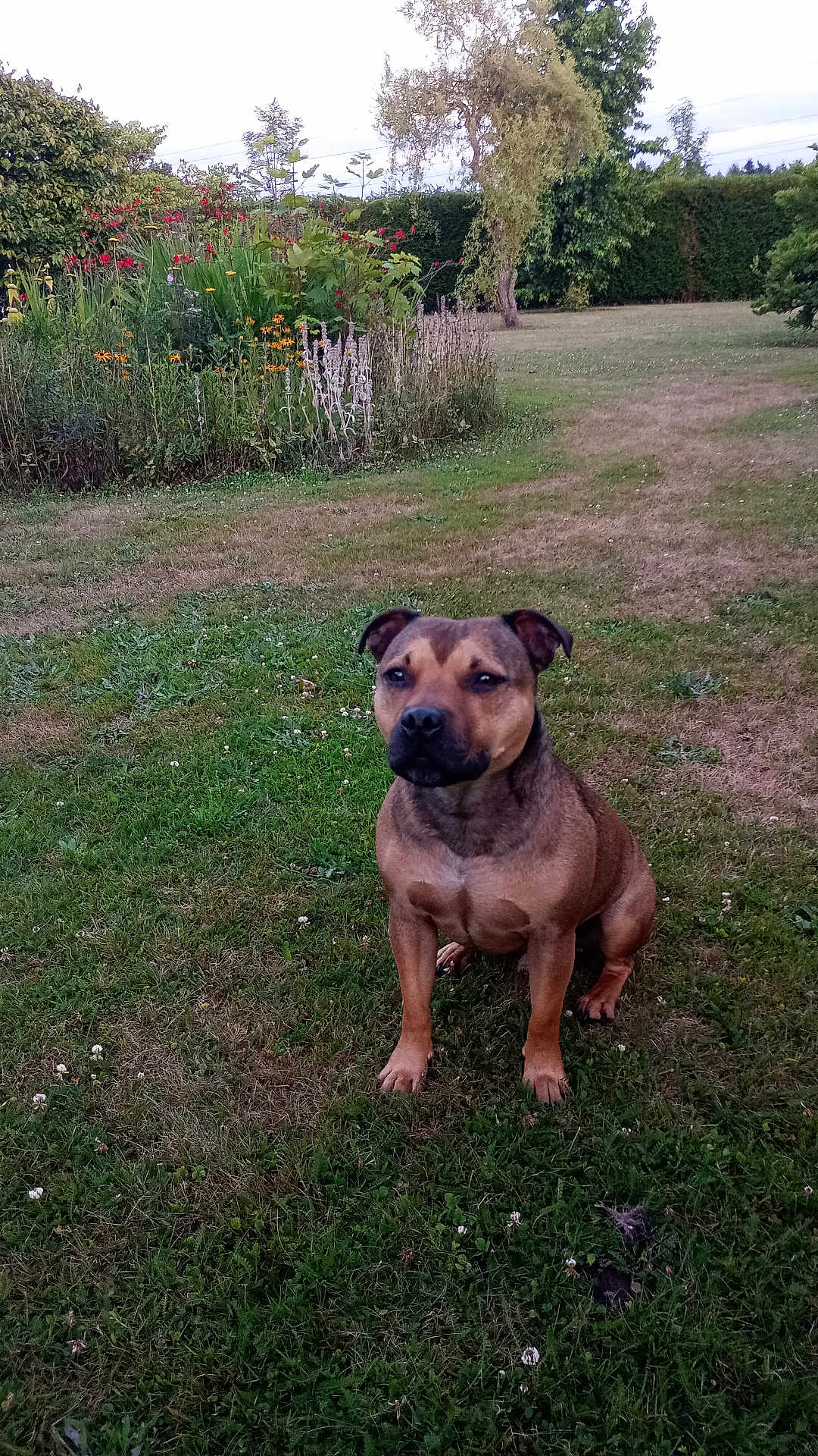 Schumy a rejoint le concours — aidez-le/la à gagner de superbes lots ! dog, grass, garden, flower, plant, tree, outdoor, pet, canine, nature, greenery, shrub, leaf, bush, summer, field, animal, mammal, sitting, fur