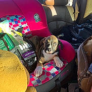 Chevy is registered to the contest to win money with this photo: car, car_seat, colorful, cosco, daylight, dog, fabric, indoor, leather_seat, pet, pet_accessory, pet_food, puppy, resting, seat, small_dog, sunlight, vehicle_interior, window, young_dog