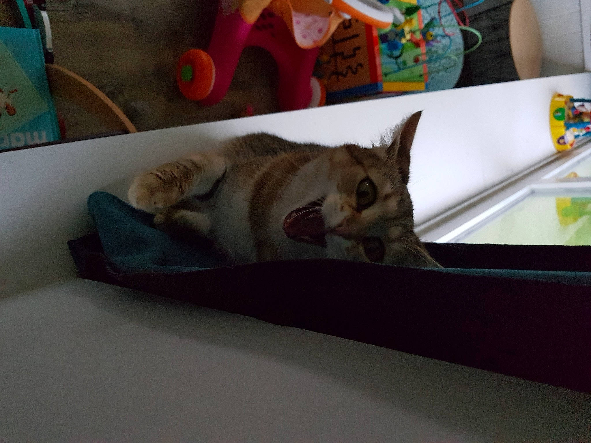 Summer a rejoint le concours — aidez-le/la à gagner de superbes lots ! bed, box, canidae, carnivore, cat, comfort, domestic_short_haired_cat, fawn, felidae, fur, linens, nap, paw, room, sleep, small_to_medium_sized_cats, tail, visual_arts, whiskers, wood