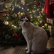 Oreo joined the competition — help win amazing prizes! cat, christmas_tree, ornaments, lights, holiday, decorations, indoor, floor, present, festive, black_and_white, pet, animal, wood_floor, pine_tree, christmas_decor, sitting, cozy, celebration, tree_lights