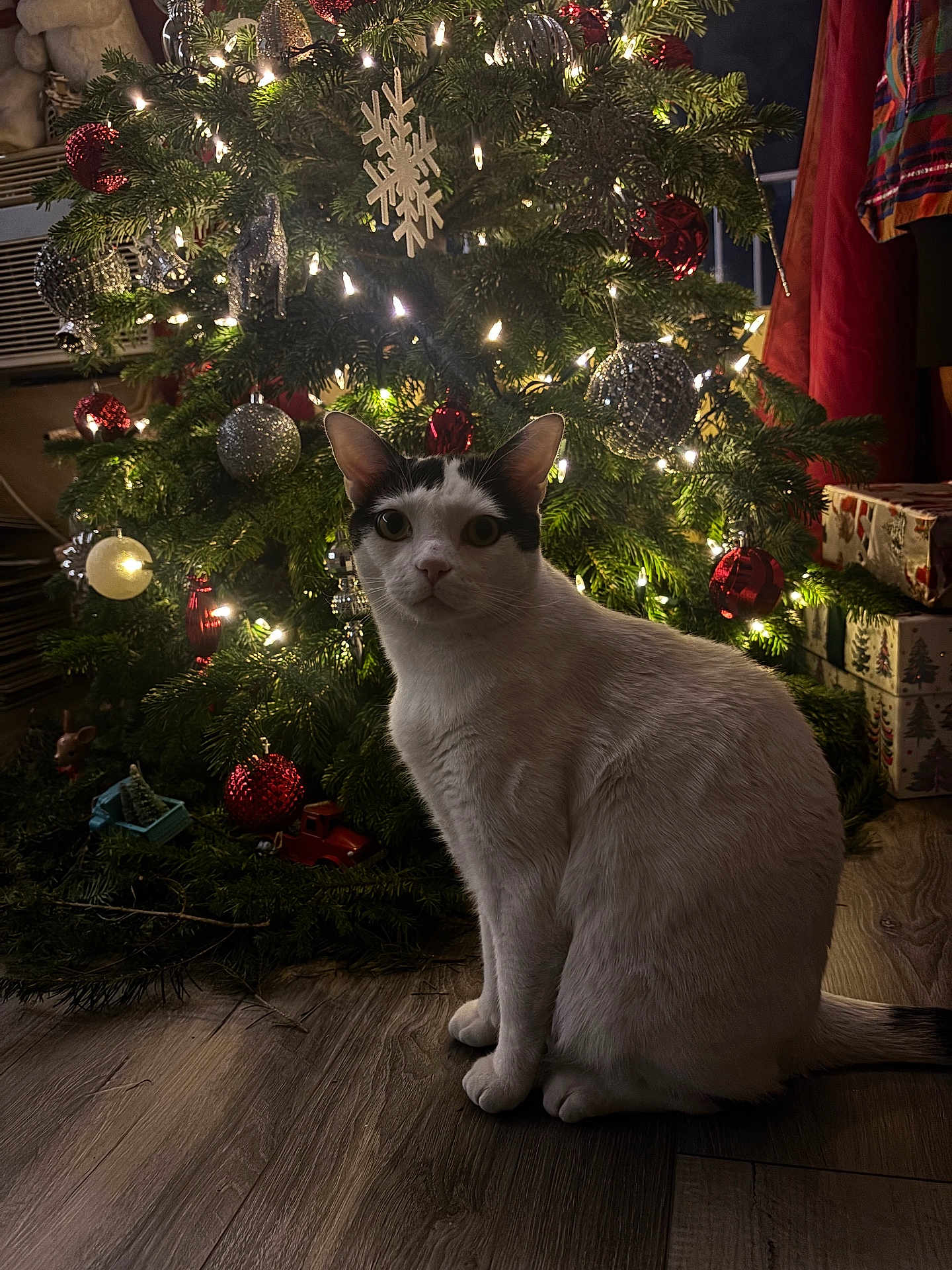 Oreo joined the competition — help win amazing prizes! cat, christmas_tree, ornaments, lights, holiday, decorations, indoor, floor, present, festive, black_and_white, pet, animal, wood_floor, pine_tree, christmas_decor, sitting, cozy, celebration, tree_lights