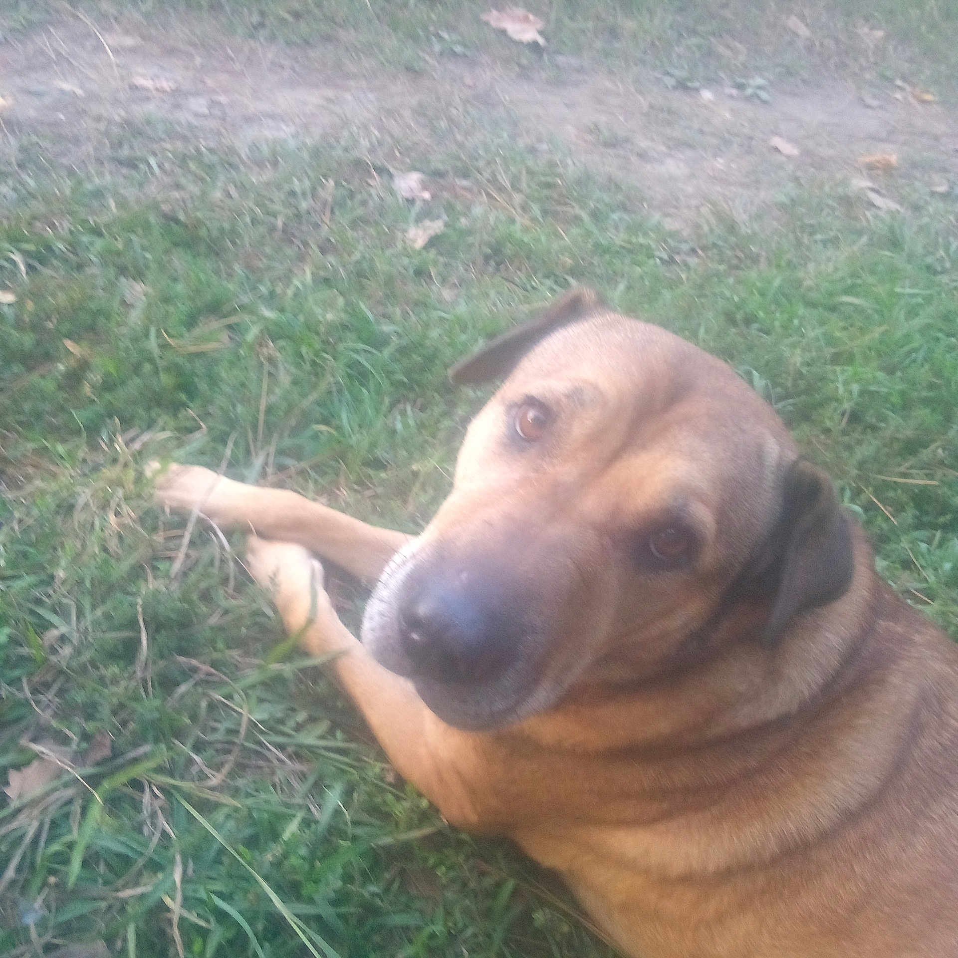 Lithium is registered to the contest to win money with this photo: animal, brown_dog, canine, close_up, daylight, dog, ears, eyes, fur, grass, ground, looking_up, lying_down, muzzle, nature, outdoor, paws, pet, relaxed, snout