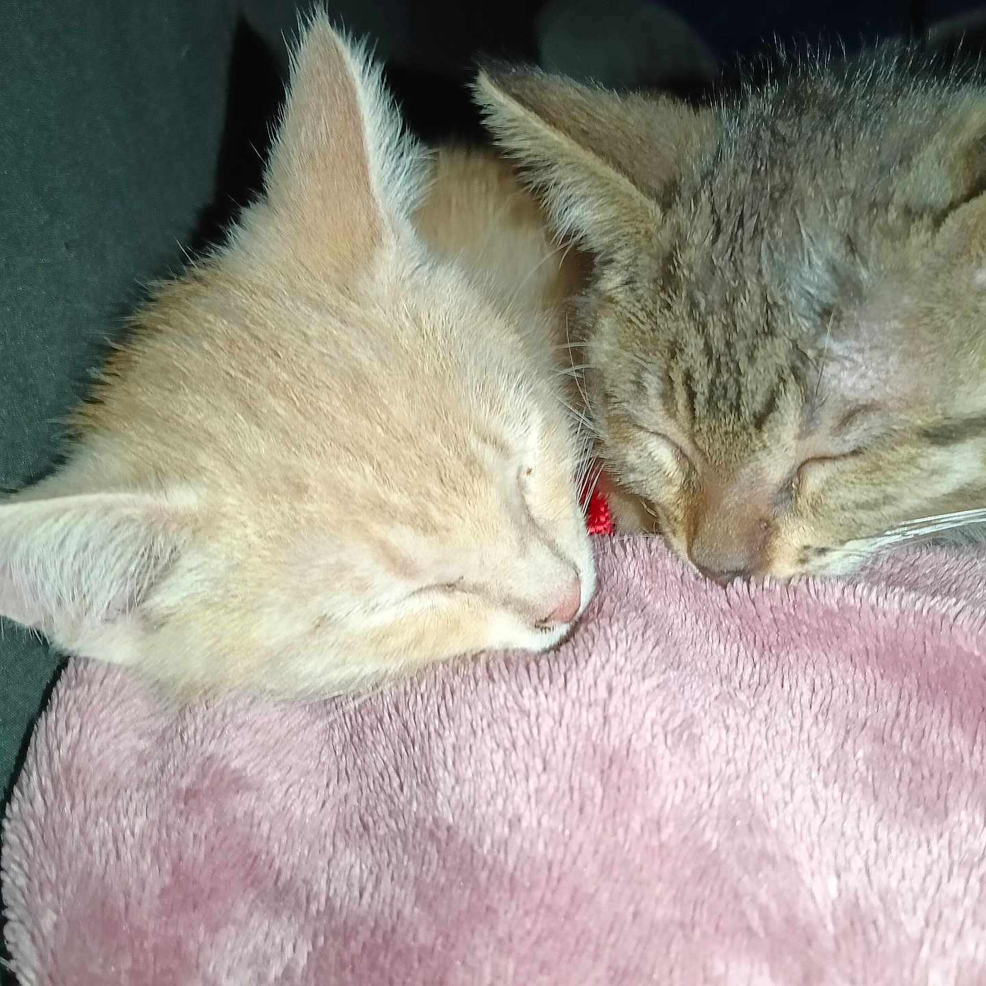 Trixie Percy joined the competition — help win amazing prizes! animal, blanket, cat, close_up, cozy, cute, domestic_animal, ears, face, fur, indoors, kitten, pets, pink_blanket, resting, sleeping, snuggling, soft, two_cats, whiskers