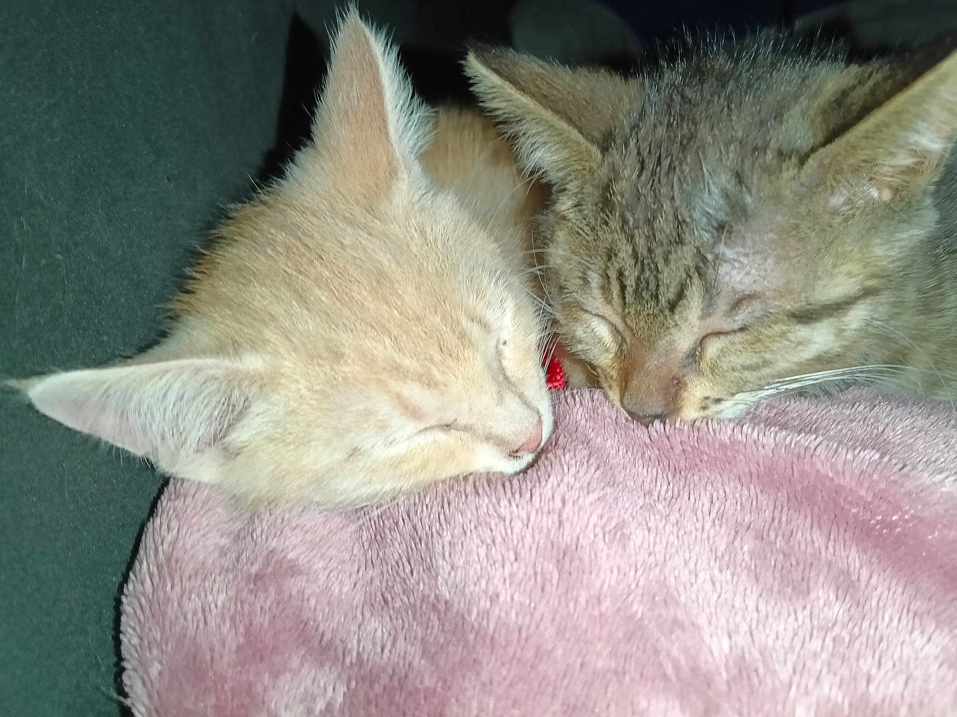 Trixie Percy joined the competition — help win amazing prizes! animal, blanket, cat, close_up, cozy, cute, domestic_animal, ears, face, fur, indoors, kitten, pets, pink_blanket, resting, sleeping, snuggling, soft, two_cats, whiskers