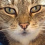 Millie is registered to the contest to win money with this photo: cat, tabby, close_up, face, whiskers, fur, eyes, nose, ears, pet, animal, domestic, feline, resting, indoor, texture, portrait, looking, cute, soft