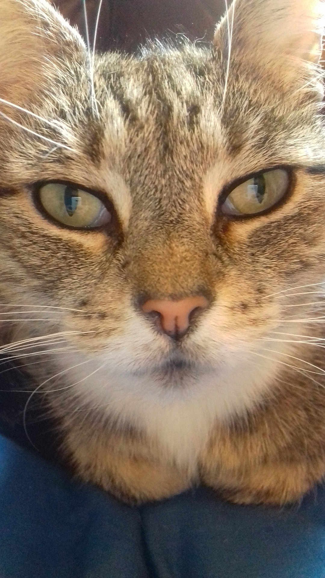 Millie is registered to the contest to win money with this photo: cat, tabby, close_up, face, whiskers, fur, eyes, nose, ears, pet, animal, domestic, feline, resting, indoor, texture, portrait, looking, cute, soft