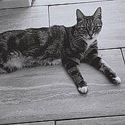 Millie joined the competition — help win amazing prizes! cat, tabby_cat, animal, pet, floor, tile_floor, white_paws, relaxed, lying_down, looking_at_camera, monochrome, black_and_white, whiskers, ears, fur, indoor, domestic_cat, cute, calm, feline