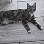 cat, tabby_cat, animal, pet, floor, tile_floor, white_paws, relaxed, lying_down, looking_at_camera, monochrome, black_and_white, whiskers, ears, fur, indoor, domestic_cat, cute, calm, feline